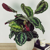 Planta Paun (Calathea Medallion) - 90 cm