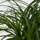 Nolina Recurvata, Picior de Elefant (Beaucarnea Recurvata) - 120 cm