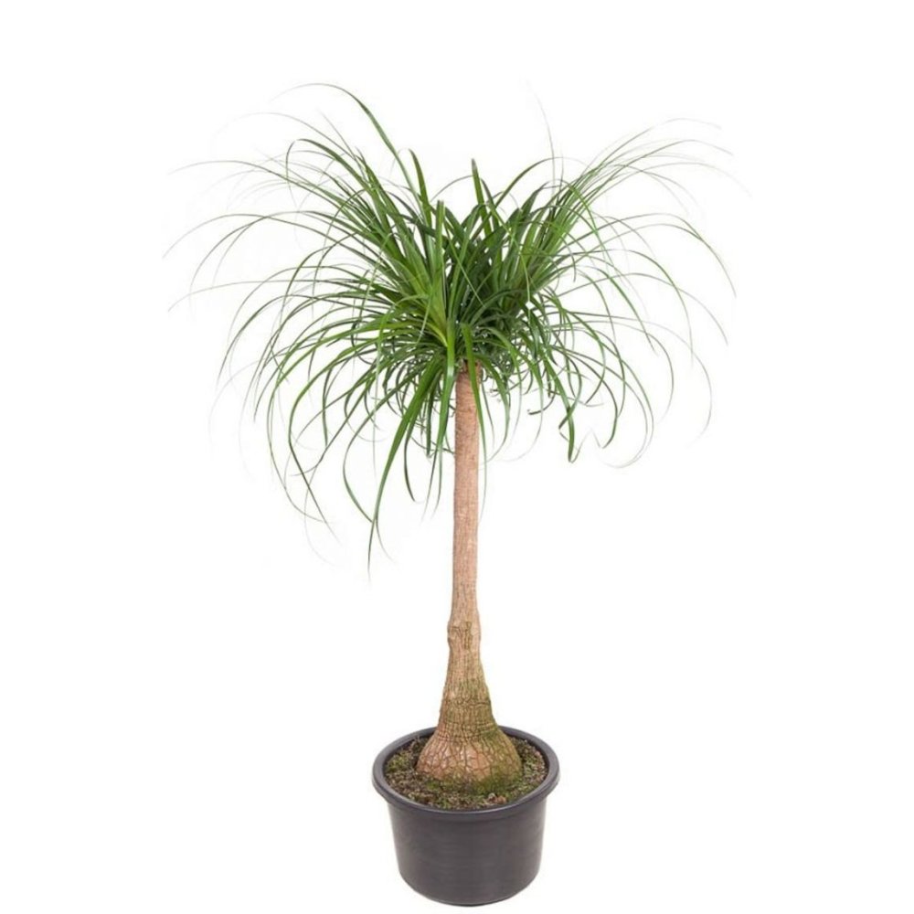 Nolina Recurvata, Picior de Elefant (Beaucarnea Recurvata) - 160 cm