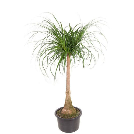 Nolina Recurvata, Picior de Elefant (Beaucarnea Recurvata) - 160 cm
