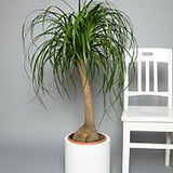 Planta Picior de Elefant (Beaucarnea Recurvata) - 80 cm