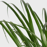 Planta Picior de Elefant (Beaucarnea Recurvata) - 80 cm