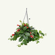 Planta Ruj (Aeschynanthus Mona Lisa) - 50 cm - VERDENA - 45 - 50 cm inaltime, ghiveci de 2 l