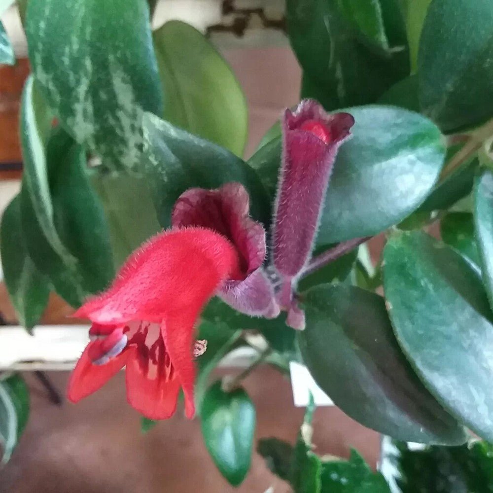 Planta Ruj (Aeschynanthus Mona Lisa) - 50 cm - VERDENA - 45 - 50 cm inaltime, ghiveci de 2 l