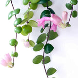 Planta Ruj (Aeschynanthus Pink Polka) - 30-50 cm