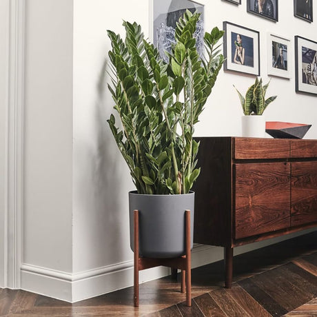 Растение на щастието (Zamioculcas Zamiifolia), 95–100 см, 10 клона/саксия – елегантно стайно растение с тъмнозелени сукулентни листа