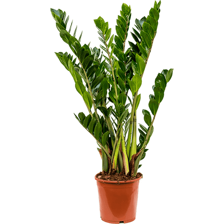 Zz растение (Zamioculcas Zamiifolia) - 70-80 см