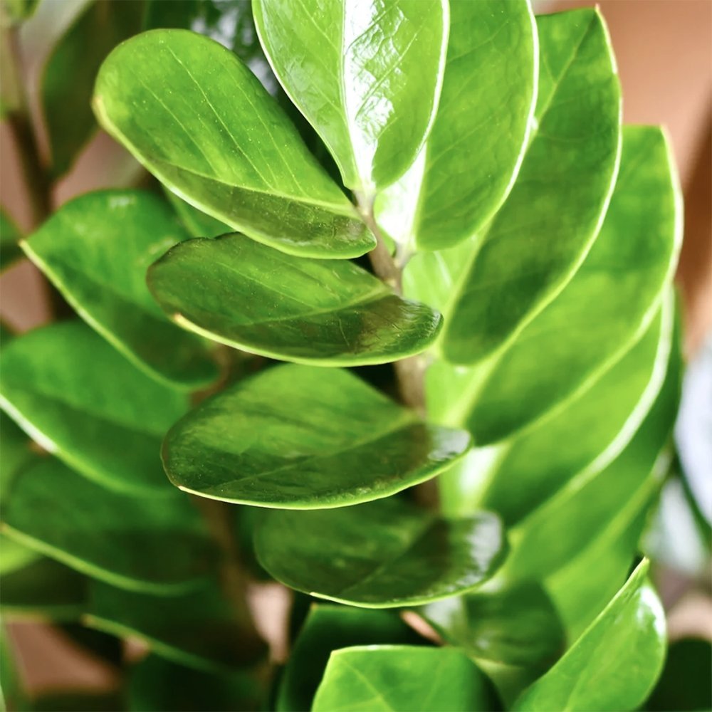 Planta Zz (Zamioculcas Zamiifolia) - 115 cm, foarte bogata in ramuri