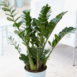 Растение на щастието (Zamioculcas Zamiifolia), 95–100 см, 10 клона/саксия – елегантно стайно растение с тъмнозелени сукулентни листа