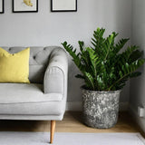Planta ZZ (Zamioculcas zamiifolia) - 120 cm