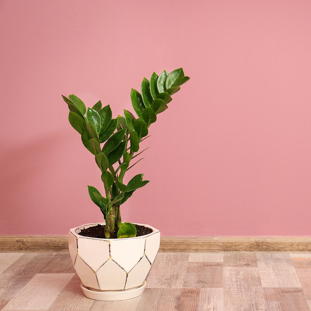 Planta Zz (Zamioculcas Zamiifolia) - 40/50 cm