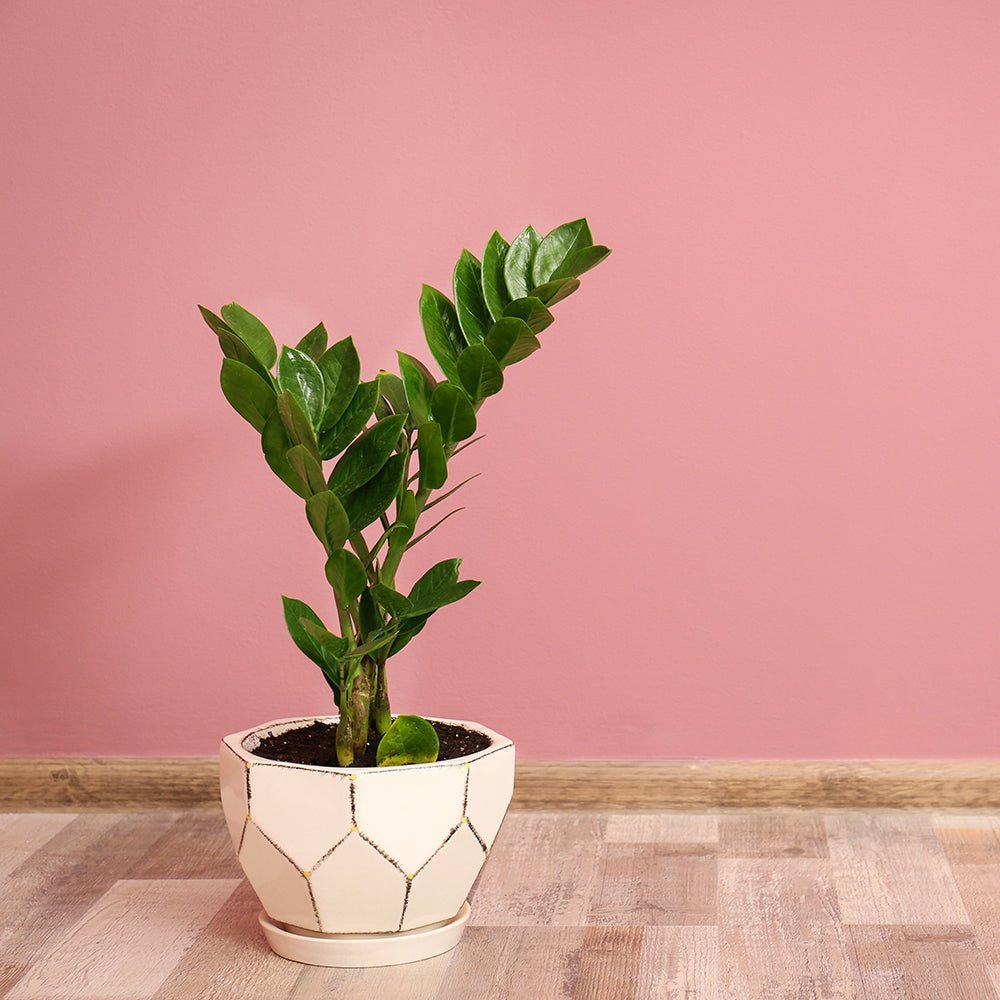 Растение на Късмета (Zamioculcas Zamiifolia), 60–70 см, 3 растения/саксия – стайно растение с месести листа