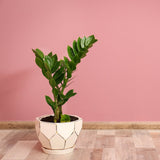 Растение на Късмета (Zamioculcas Zamiifolia), 60–70 см, 3 растения/саксия – стайно растение с месести листа