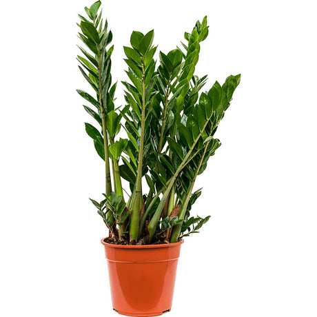 Растение Zz (Zamioculcas Zamiifolia) - 55 см