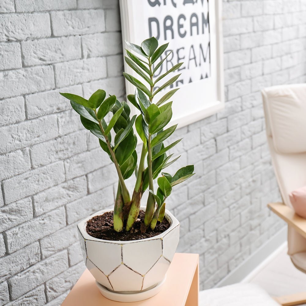 Растение Zz (Zamioculcas Zamiifolia) - 55 см