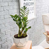 Растение Zz (Zamioculcas Zamiifolia) - 55 см