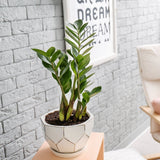 Растение на Късмета (Zamioculcas Zamiifolia), 60–70 см, 3 растения/саксия – стайно растение с месести листа