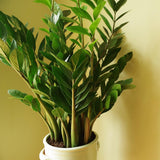 Растение на Късмета (Zamioculcas Zamiifolia), 60–70 см, 3 растения/саксия – стайно растение с месести листа