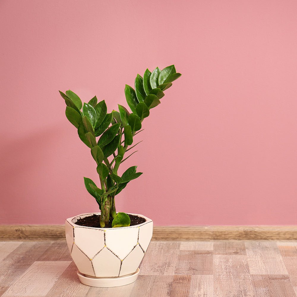 Zz растение (Zamioculcas Zamiifolia) - 80/90 см
