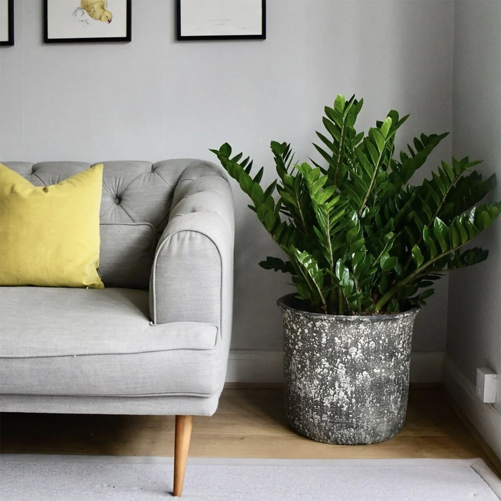Zz растение (Zamioculcas Zamiifolia) - 80/90 см