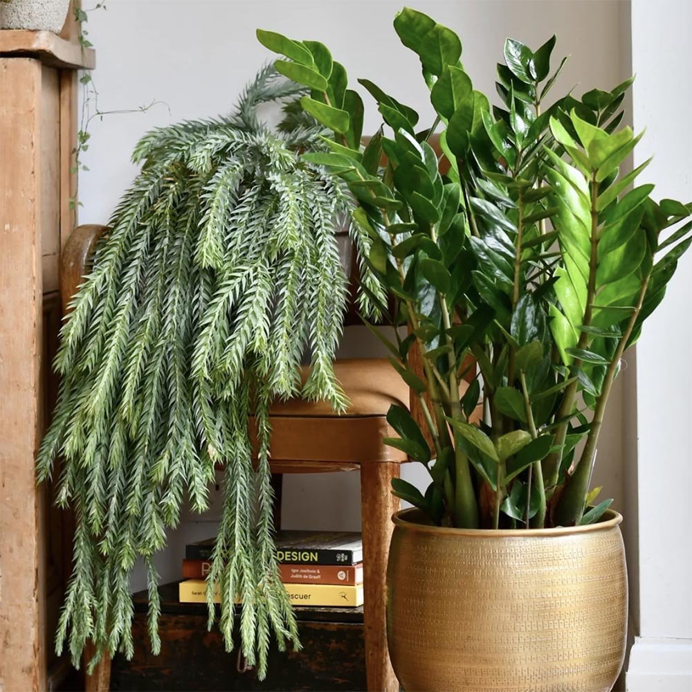 Zz растение (Zamioculcas Zamiifolia) - 70-80 см