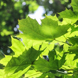 Platan Englezesc (Platanus acerifolia occidentalis)