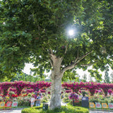 Platan Englezesc (Platanus acerifolia occidentalis)