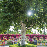 Platan Englezesc (Platanus acerifolia occidentalis)