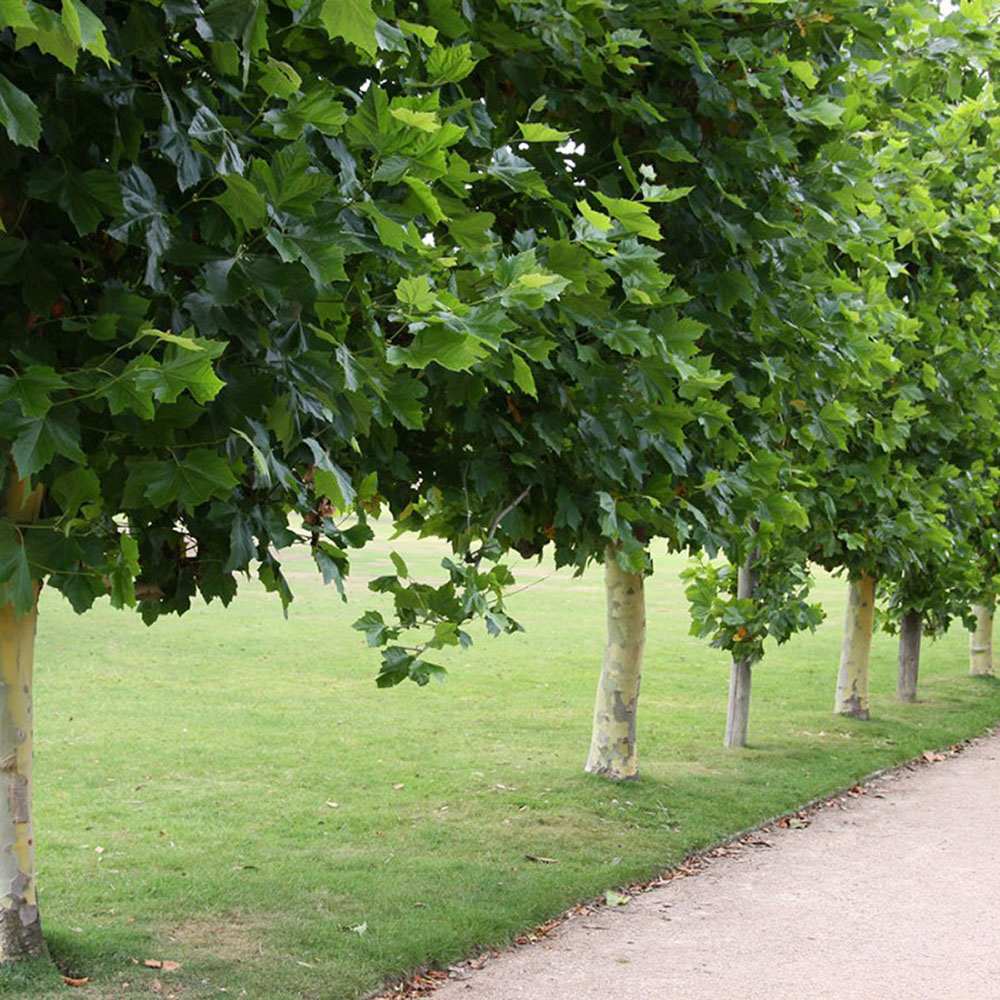 Platan Englezesc (Platanus acerifolia occidentalis)