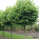 Platan Hispanic Alphens Globe