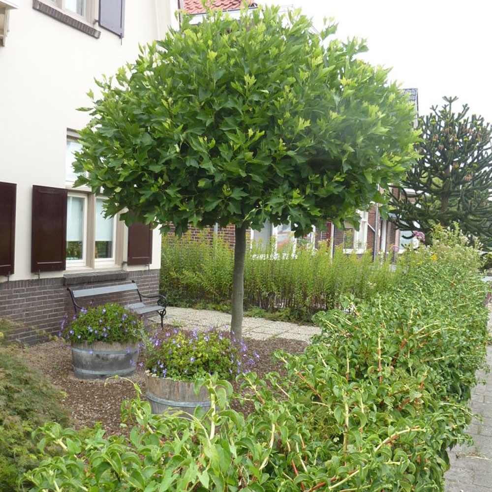 Platan Hispanic Alphens Globe