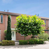 Platan Hispanic Alphens Globe