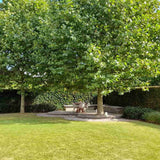 Platan Hispanic Alphens Globe