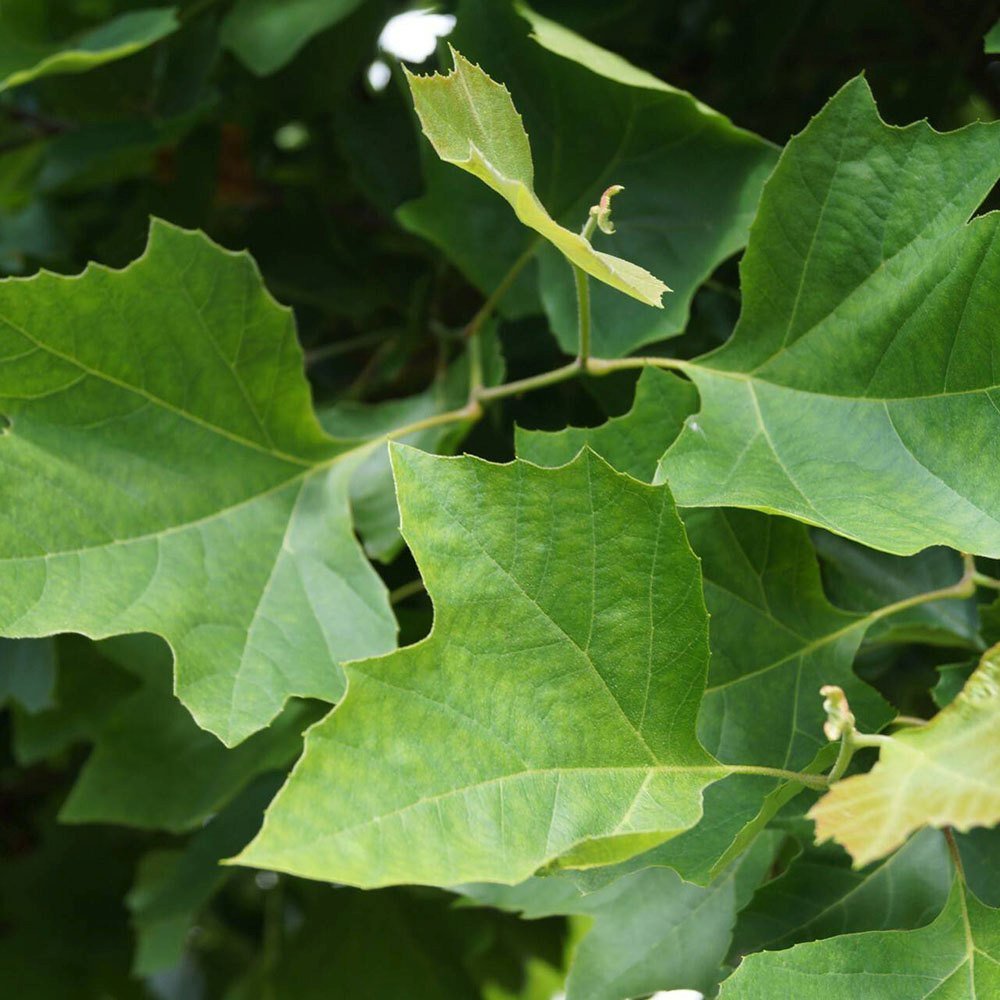 Platan Hispanic Alphens Globe