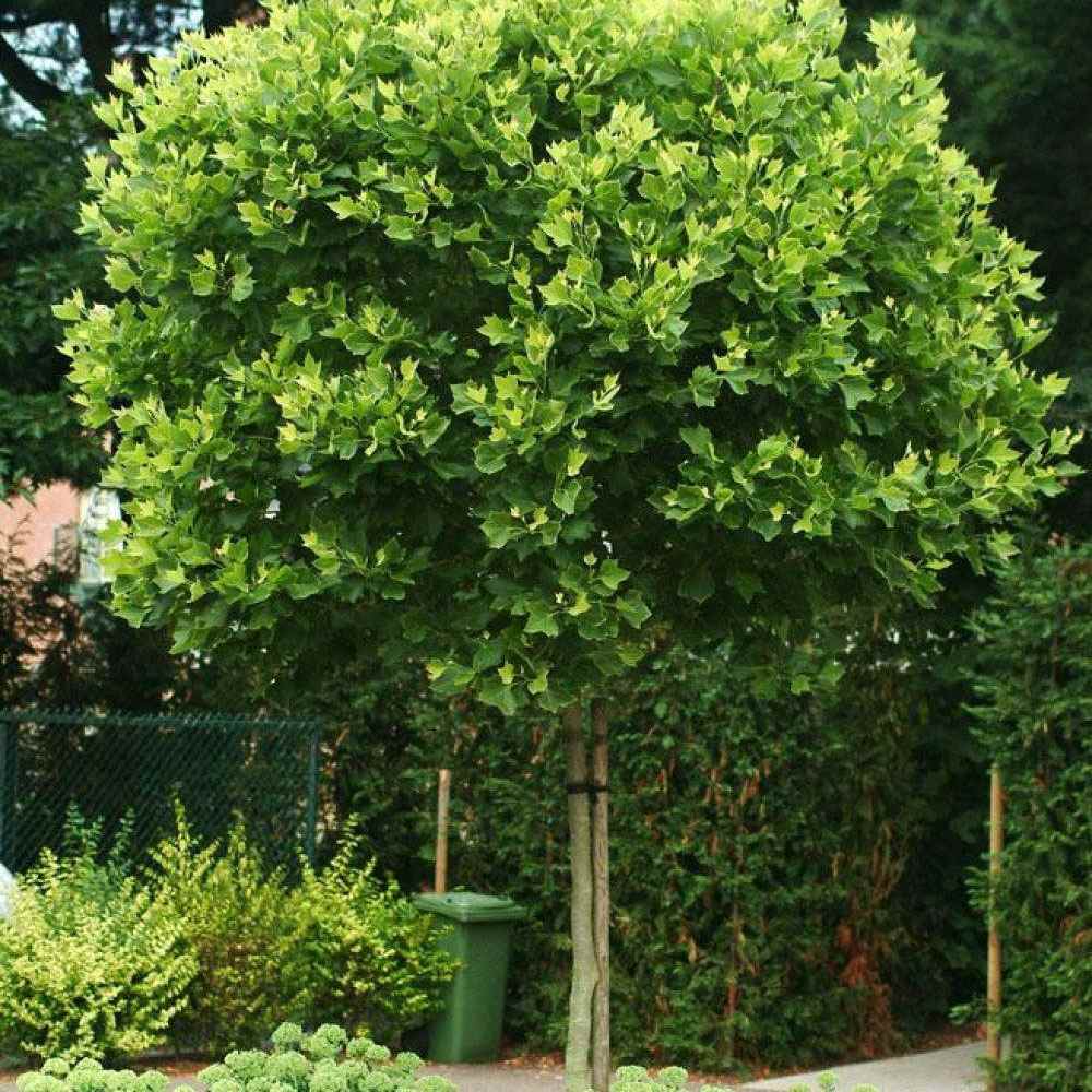 Platan Hispanic Alphens Globe