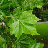 Platan Hispanic (Platanus Hispanica), cu cresterea rapida, perfect pentru umbra