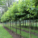 Platan Hispanic (Platanus Hispanica), cu cresterea rapida, perfect pentru umbra