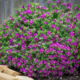 Polygala Myrtifolia, cu flori roz-violet