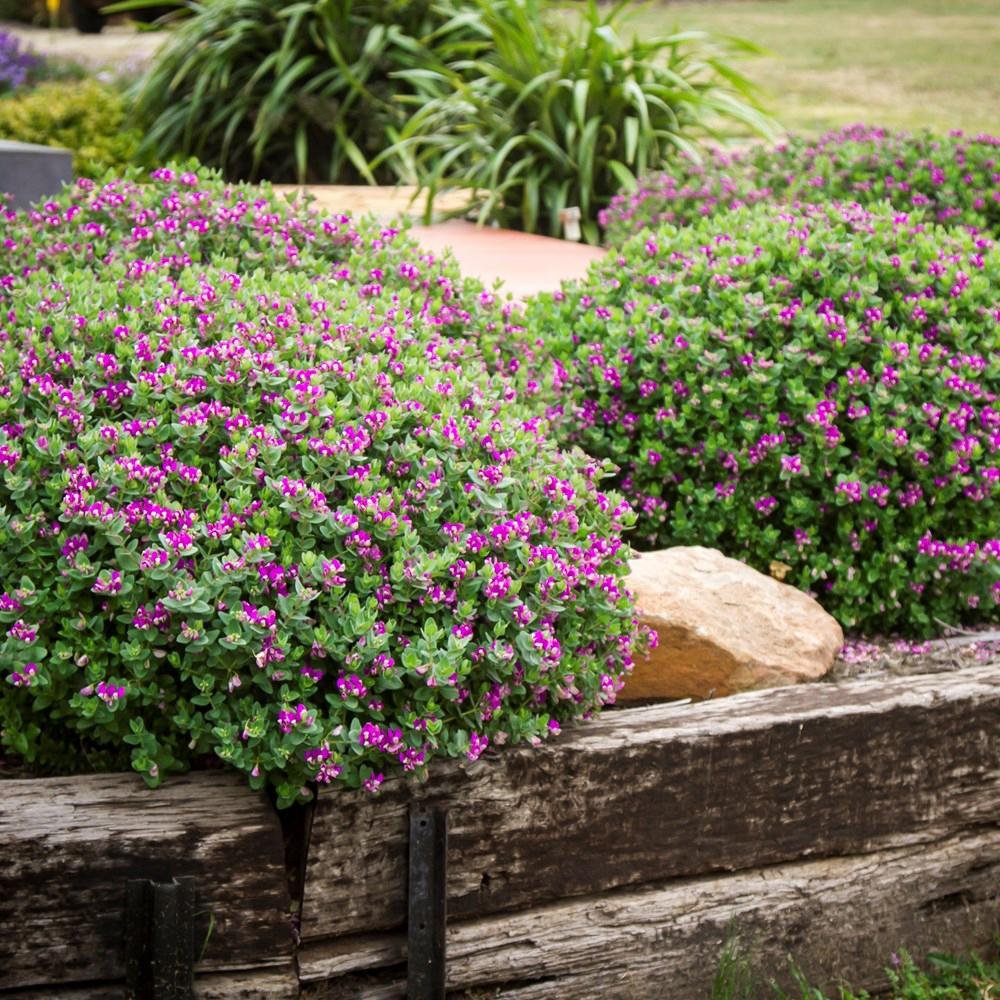 Polygala Myrtifolia, cu flori roz-violet