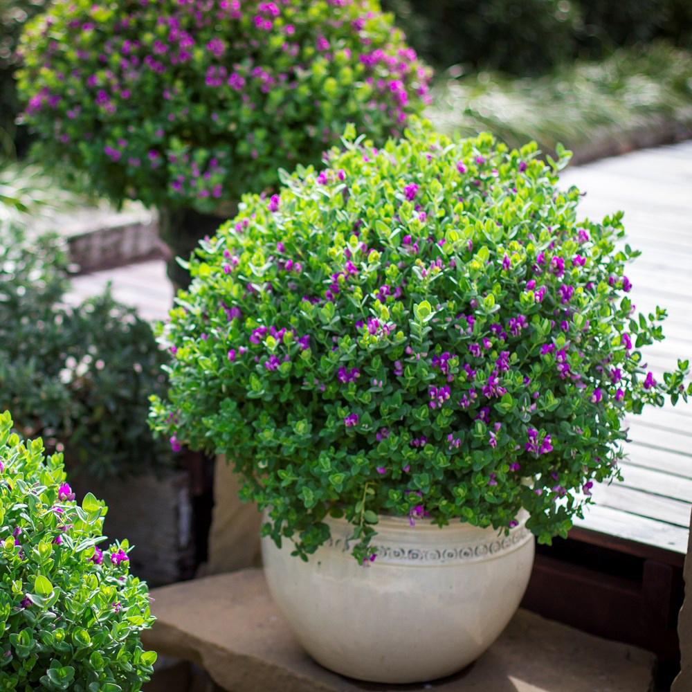 Polygala Myrtifolia, cu flori roz-violet