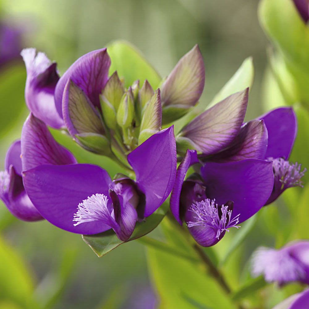 Polygala Myrtifolia, cu flori roz-violet