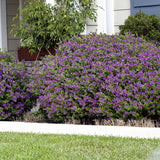 Polygala Myrtifolia, cu flori roz-violet
