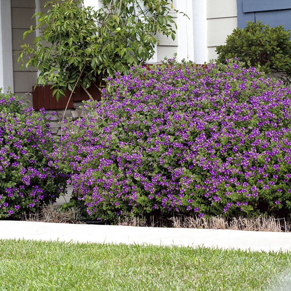 Polygala Myrtifolia, cu flori roz-violet
