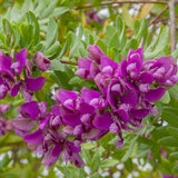 Polygala Myrtifolia, cu flori roz-violet