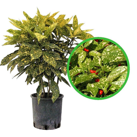 Pom de Aur Japonez Aucuba Variegata, planta decorativa de apartament cu frunze verzi patate galben