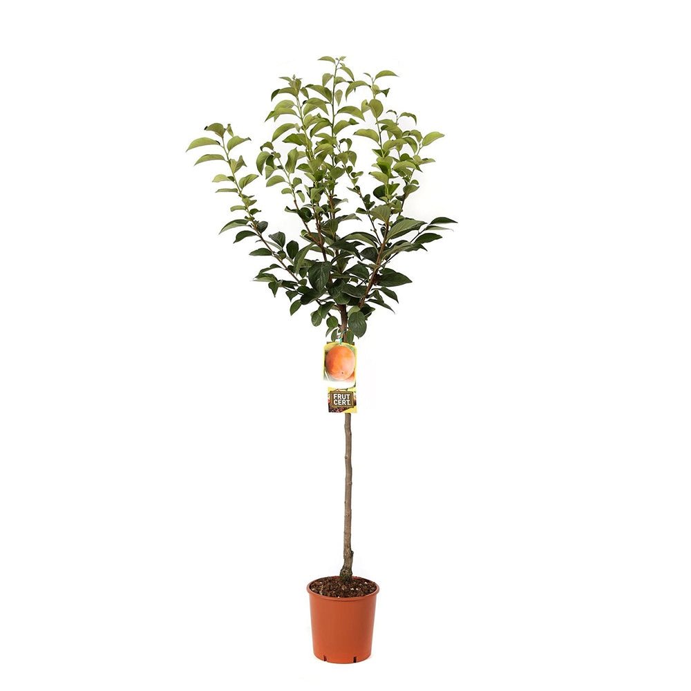 Pom Kaki Vaniglia, Curmal Japonez - Tulpina 100 cm