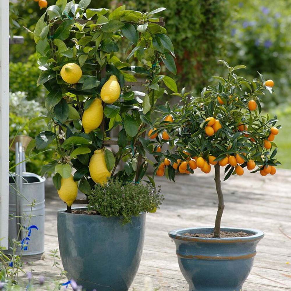 Лимон (Citrus limon) – декоративно овощно дърво, самоопрашващо се, жълти ароматни плодове, 95 см