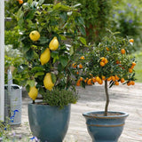 Лимон (Citrus limon) – декоративно овощно дърво, самоопрашващо се, жълти ароматни плодове, 95 см