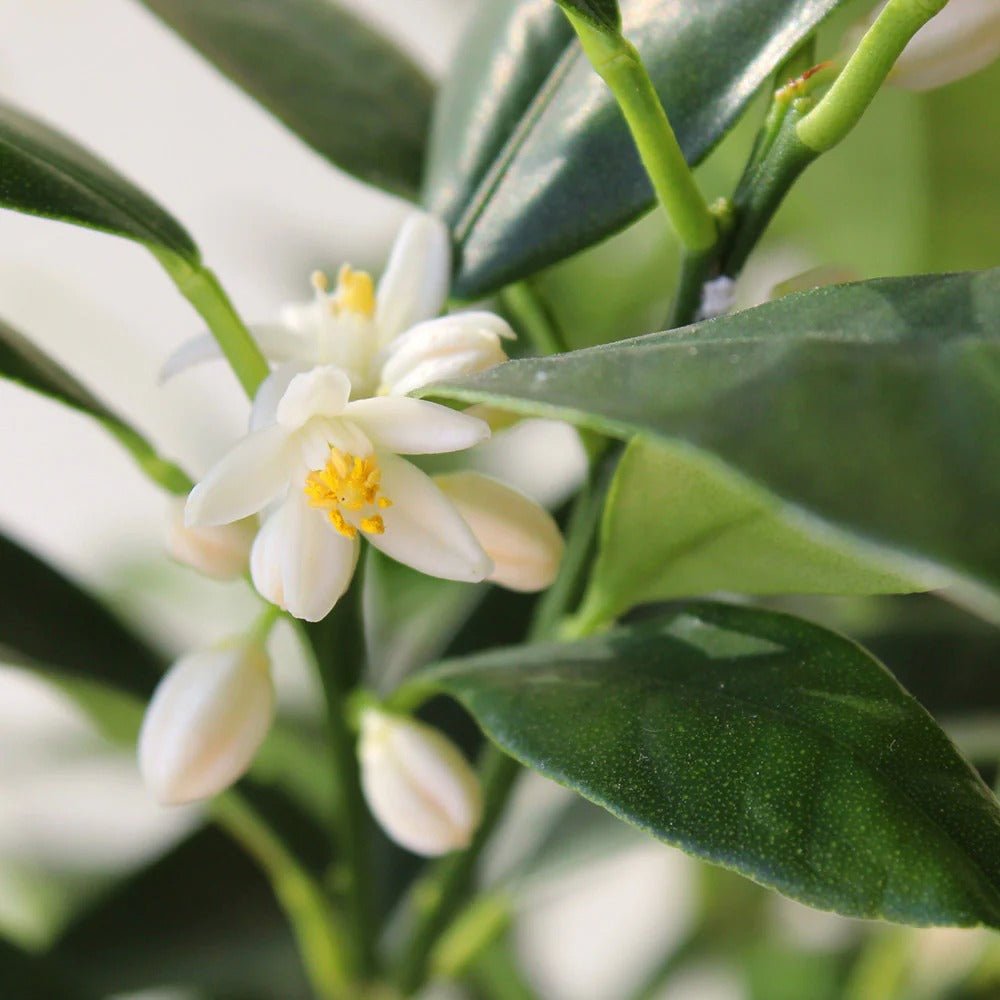 Портокал Кумкуат (Citrus Sinensis)
