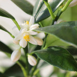 Портокал Кумкуат (Citrus Sinensis)